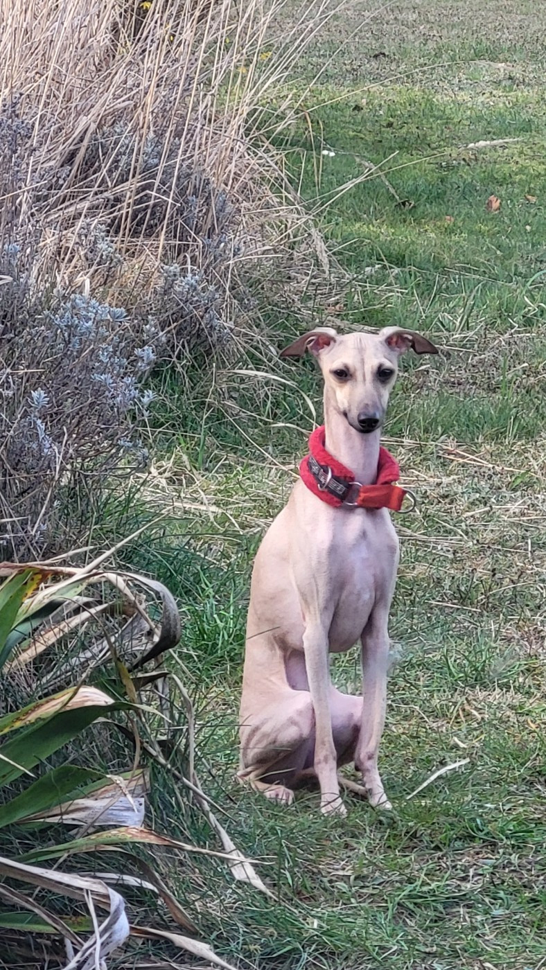 A'Wanda Who Always Laughs  Vom Sommerblues