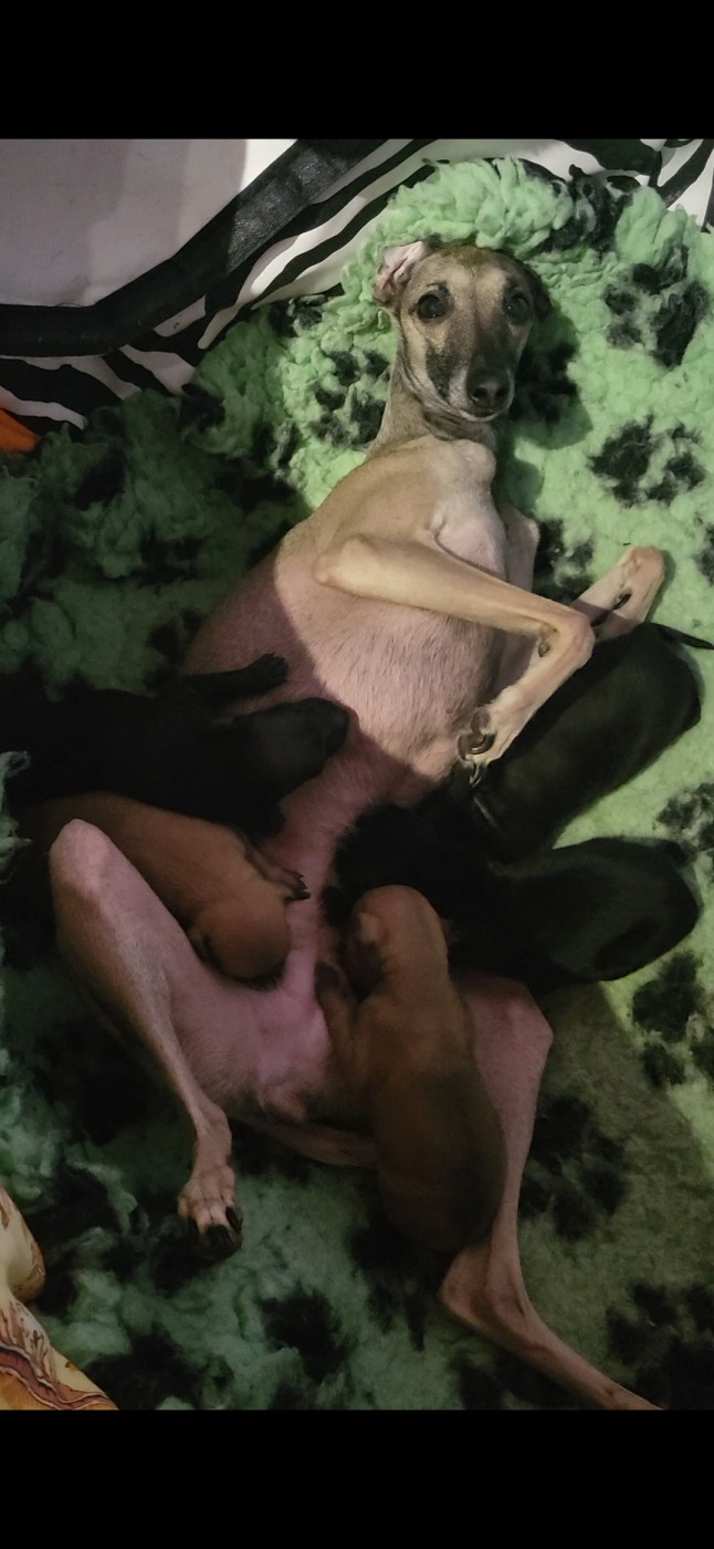 Chiot Petit Levrier Italien Vom Sommerblues