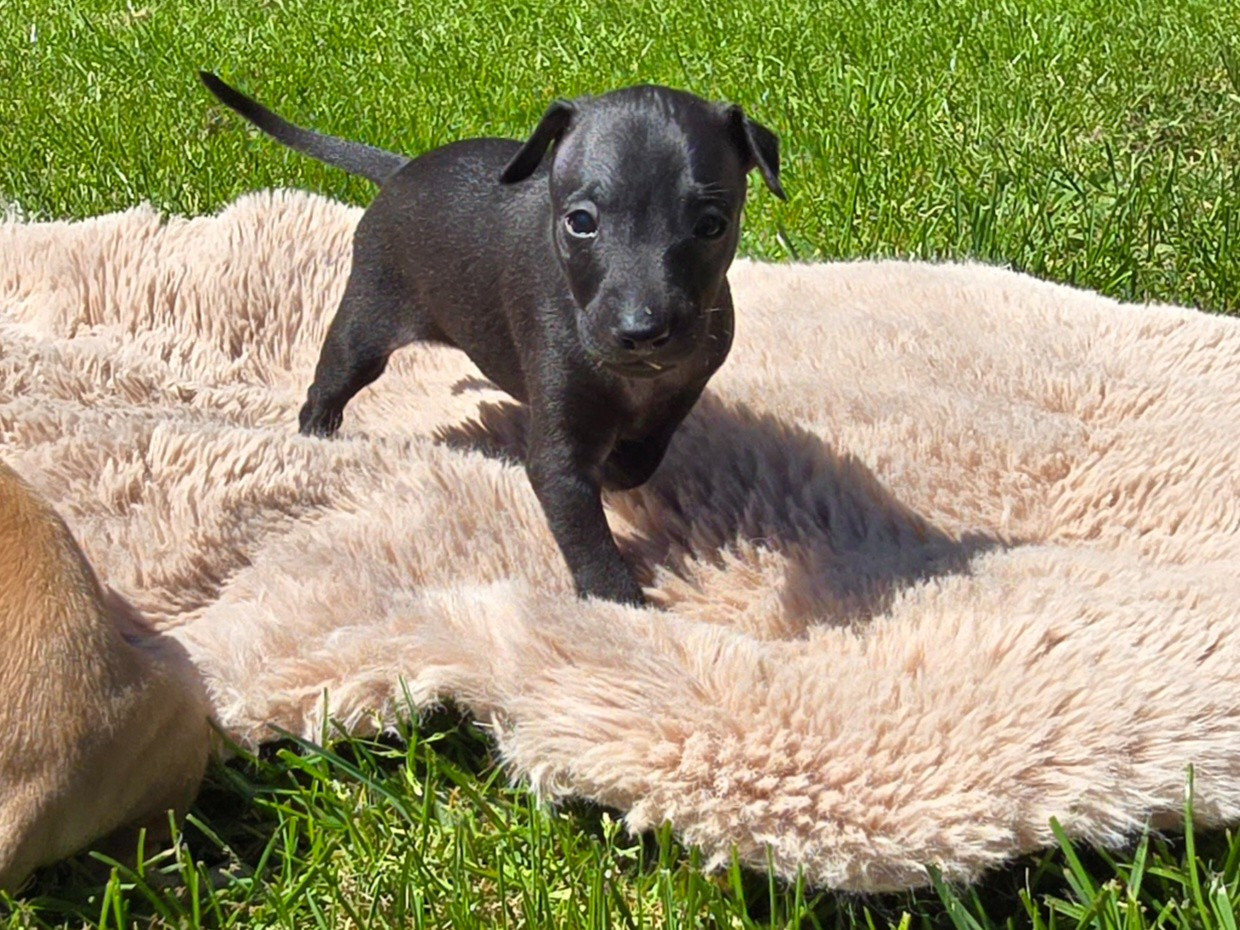 Vom Sommerblues - Chiots disponibles - Petit Levrier Italien