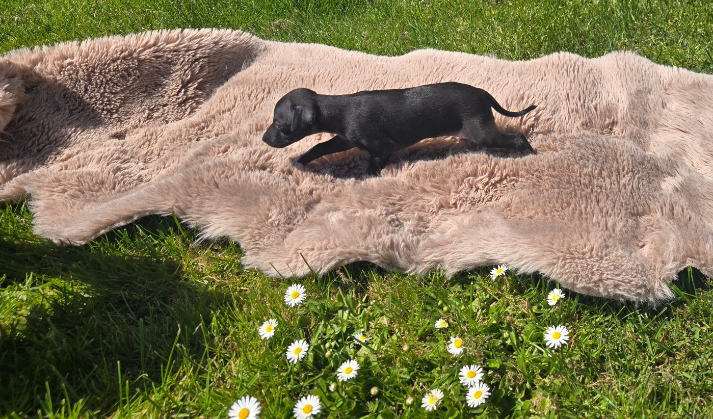 Vom Sommerblues - Chiots disponibles - Petit Levrier Italien