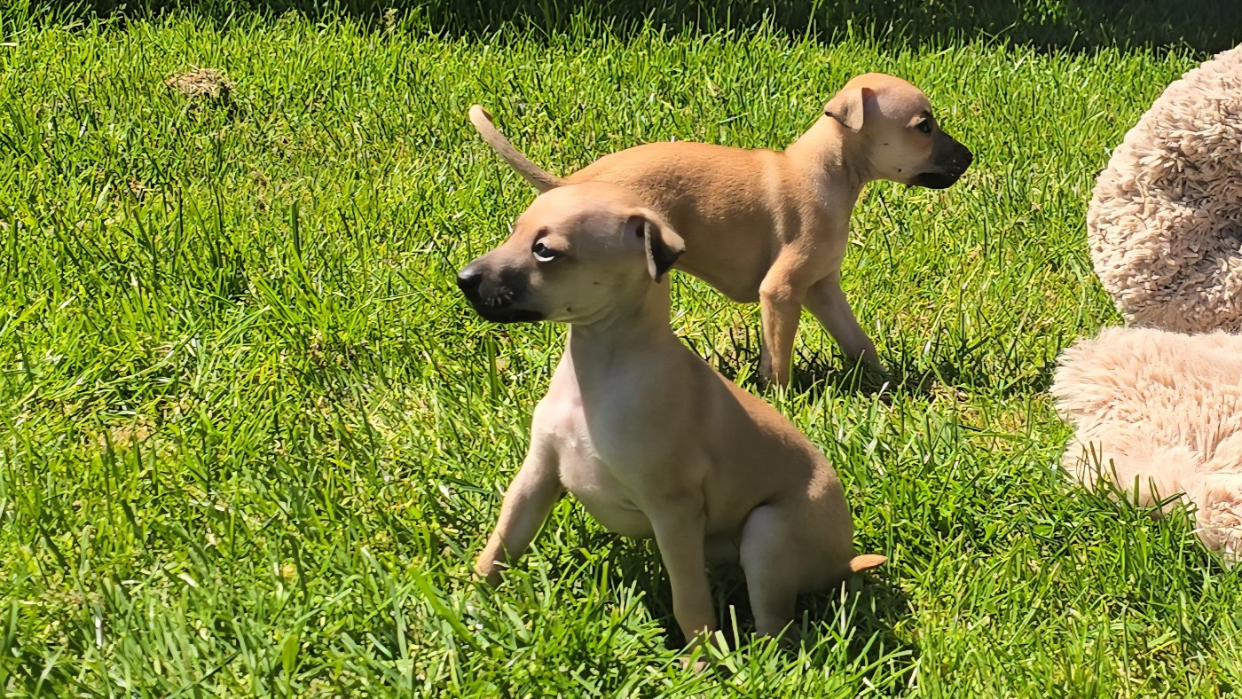 Vom Sommerblues - Chiots disponibles - Petit Levrier Italien