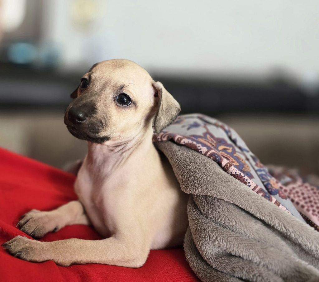 Vom  Sommerblues - Chiots disponibles - Petit Levrier Italien