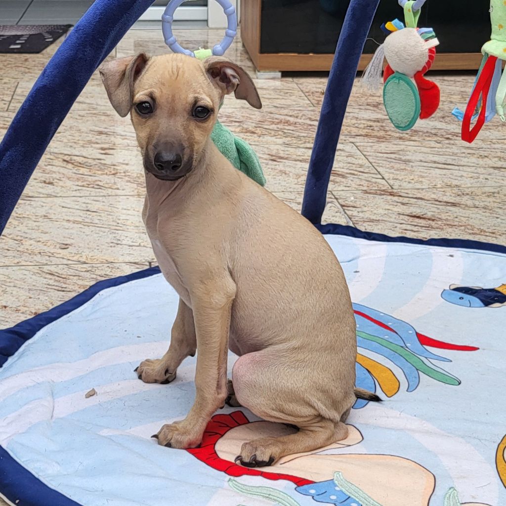 Vom  Sommerblues - Chiots disponibles - Petit Levrier Italien