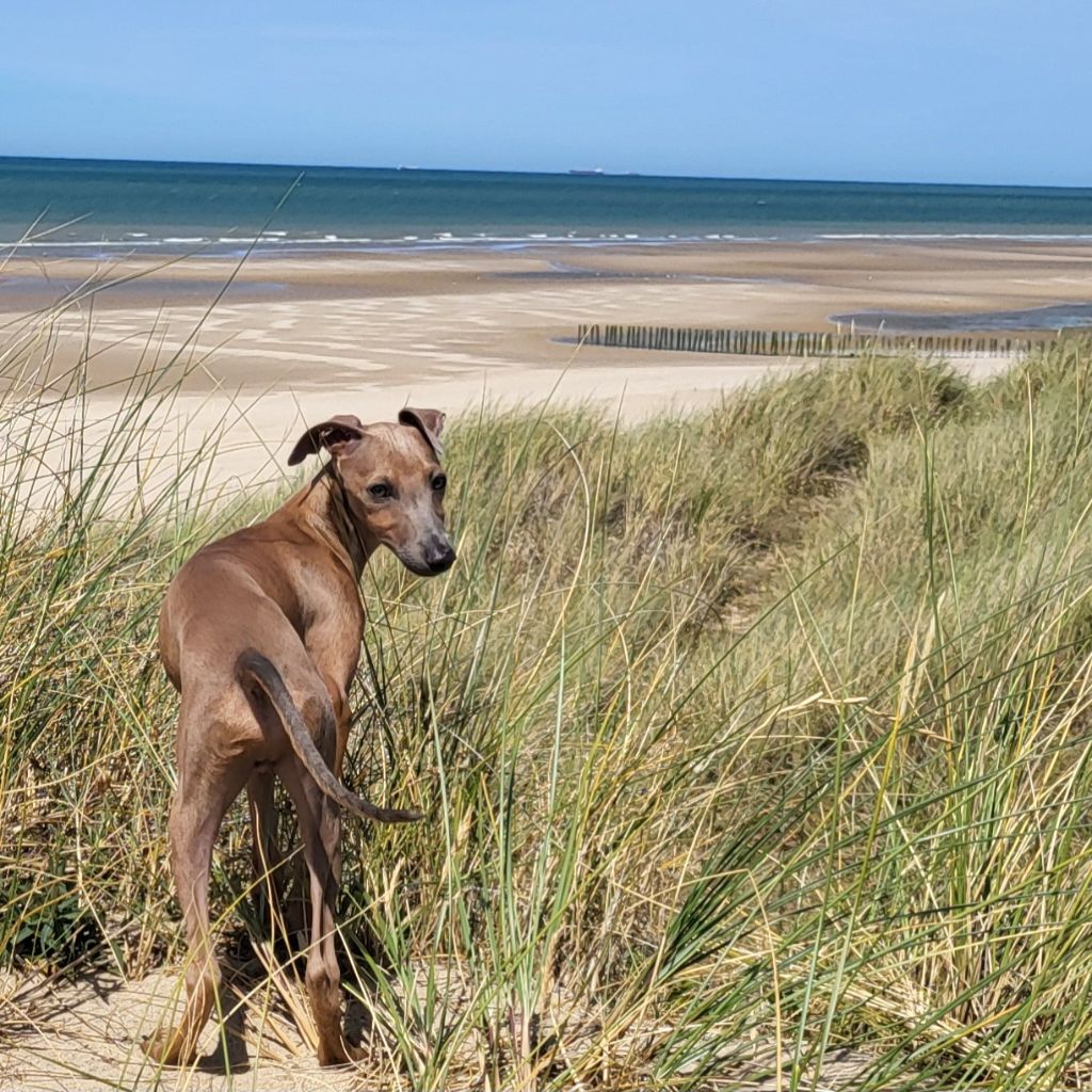 Vom  Sommerblues - Chiots disponibles - Petit Levrier Italien