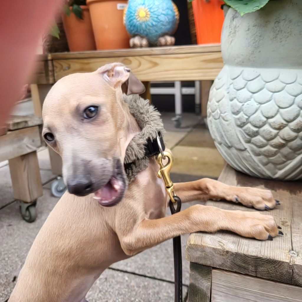 Vom  Sommerblues - Chiots disponibles - Petit Levrier Italien