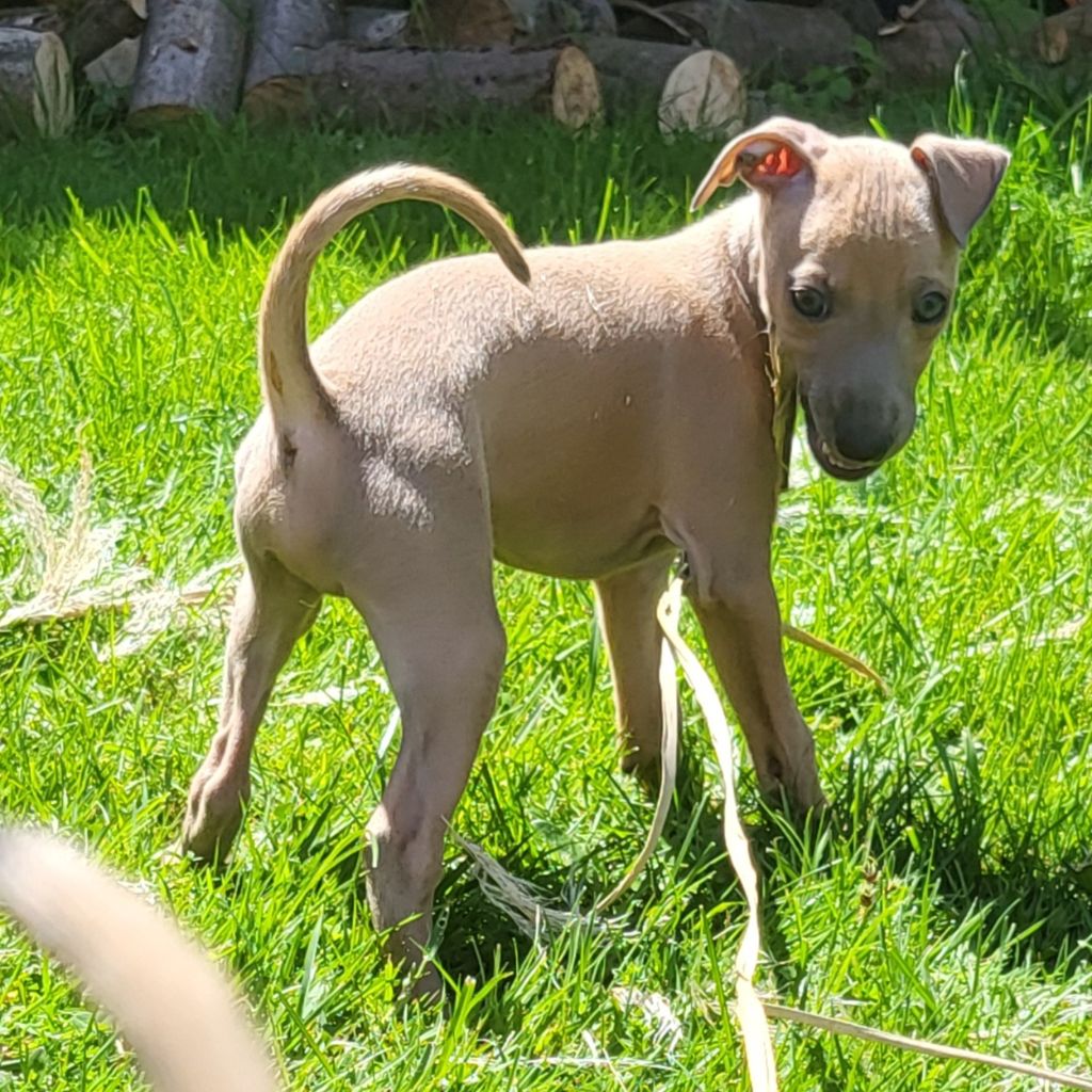 Vom  Sommerblues - Chiots disponibles - Petit Levrier Italien
