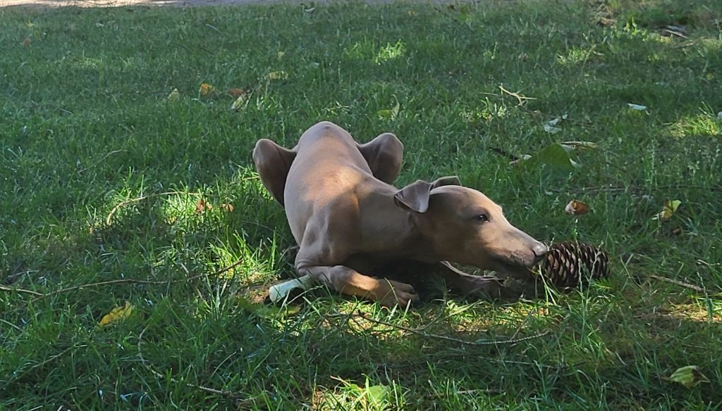 Chiot Petit Levrier Italien Vom Sommerblues